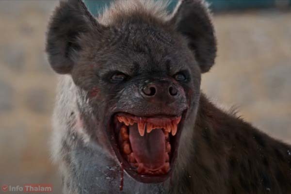 Leo Hyena Animal