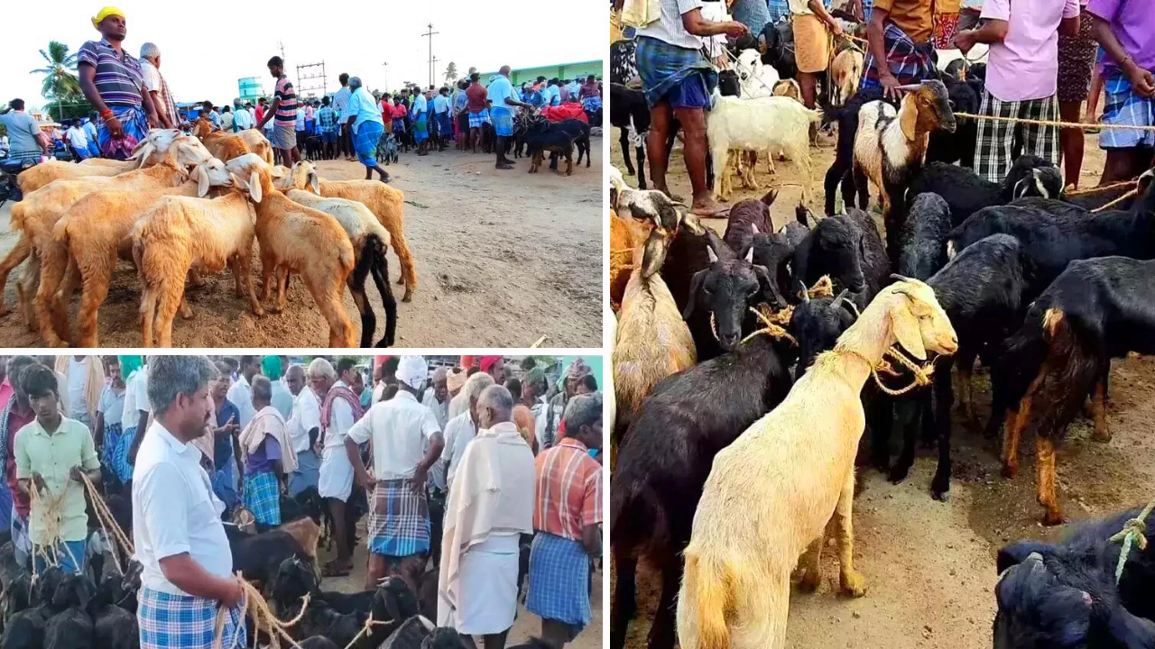 Viralimalai Goat Market