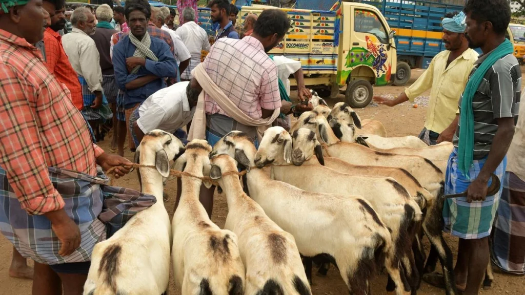 Goat Market price
