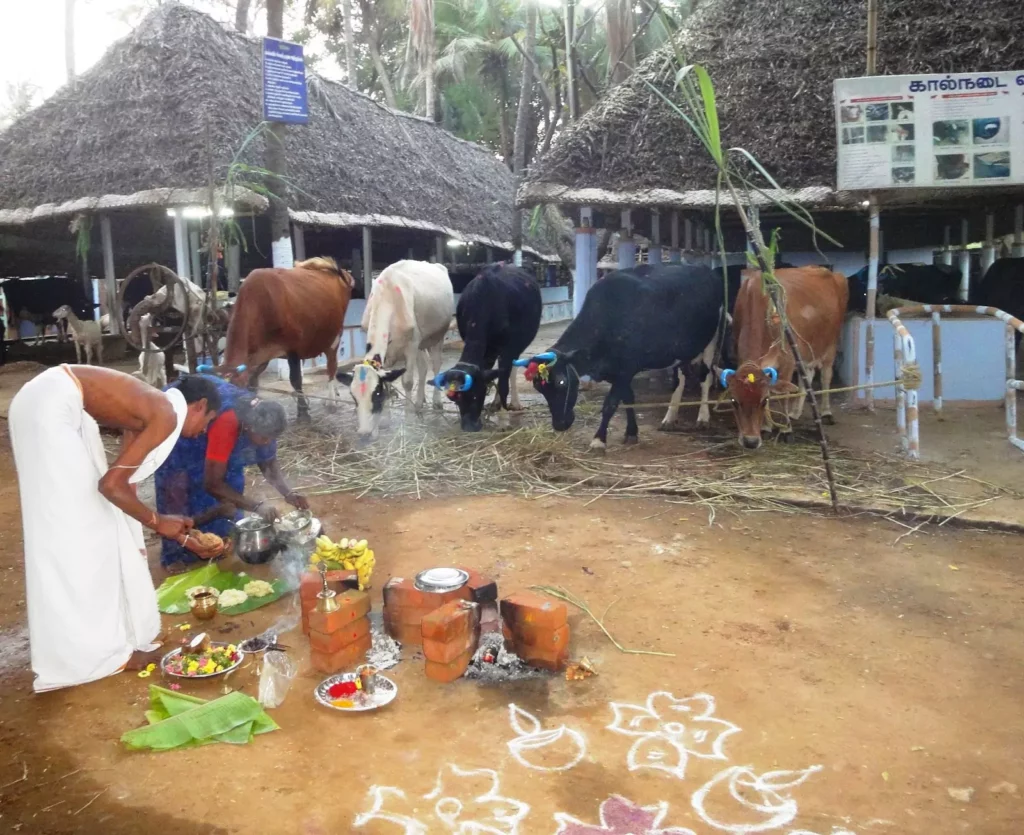 Mattu pongal Festival in Village